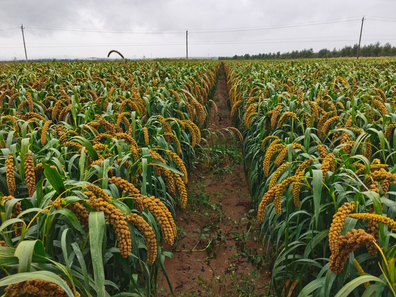 作科所谷子新品种"中谷2"在东北南部表现优异